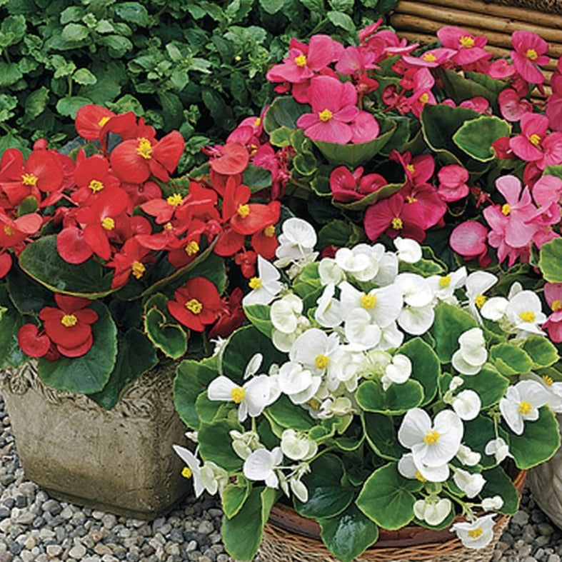 Begonia Prelude Mix (4-pack, Annual)