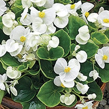 Begonia white (4-pack, Annual)