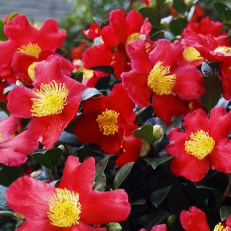 Camellia 'Yuletide' 1 gallon size