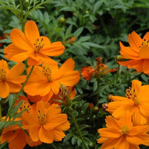 Cosmos Cosmic Orange 4-pack (Annual)