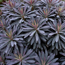 Load image into Gallery viewer, Euphorbia purpurea / purple spurge (quart)
