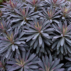 Euphorbia purpurea / purple spurge (quart)