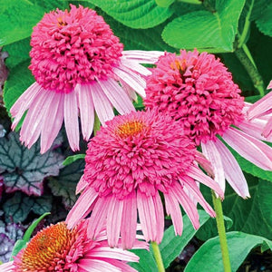 Echinacea 'Pink Double Delight' / Coneflower