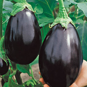 Eggplant Black Beauty 4-pack