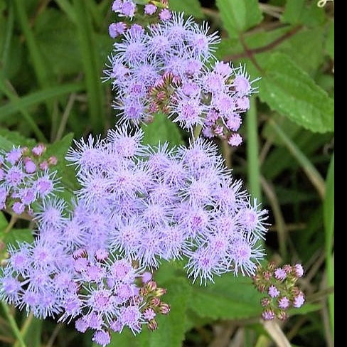 Blue mist flower / Conoclinium coelestinum