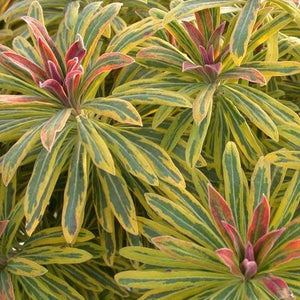 Euphorbia 'Rainbow Ascot' / Spurge (quart)