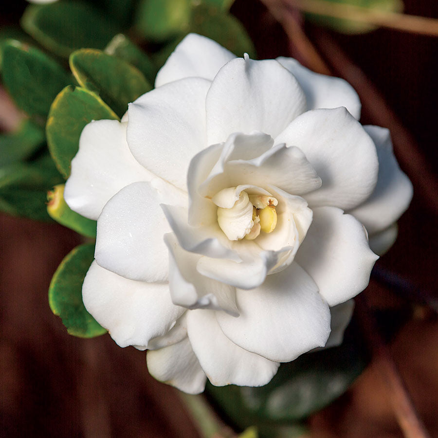 Gardenia 'Double Mint' 3 gallon size