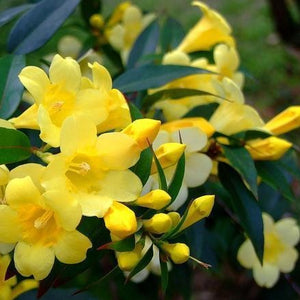 Gelsemium 'Margarita' / Carolina jessamine