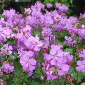 Geranium Cambridge