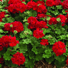Load image into Gallery viewer, Hanging Basket 10-inch pot: Geraniums Red
