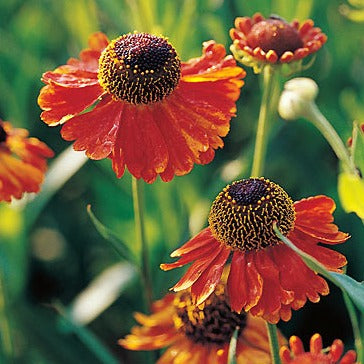 Helenium 'Mardi Gras' / sneezeweed