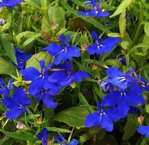 Lobelia Midnight Blue 4-pack (Annual)