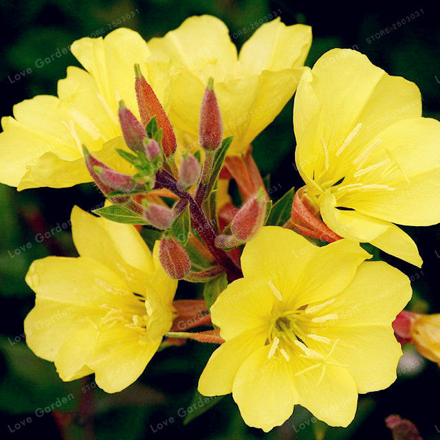 Oenothera pilosella / sun drop