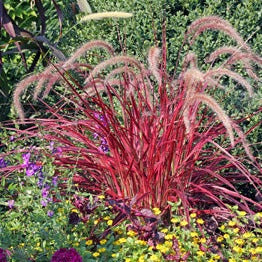 Pennisetum 'Fireworks' 3-inch pot
