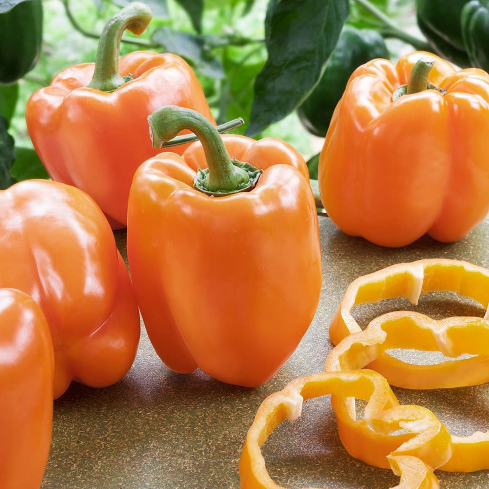 Pepper Orange Blaze 4-pack