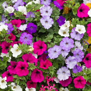 Petunia Dreams Mix 4-pack (Annual)