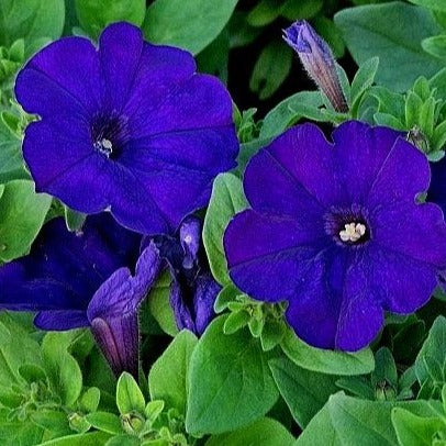 Petunia Dreams  Midnight Blue 4-pack (Annual)