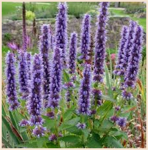 Agastache 'Little Adder' / dwarf hyssop