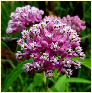 Asclepias incarnata / Swamp Milkweed