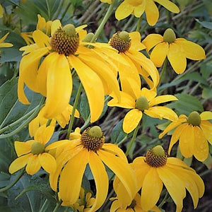Rudbeckia lanciniata / cutleaf coneflower
