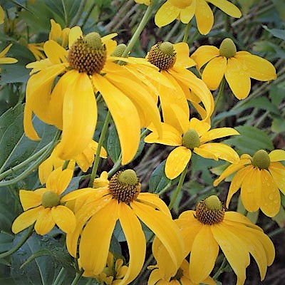 Rudbeckia lanciniata / cutleaf coneflower