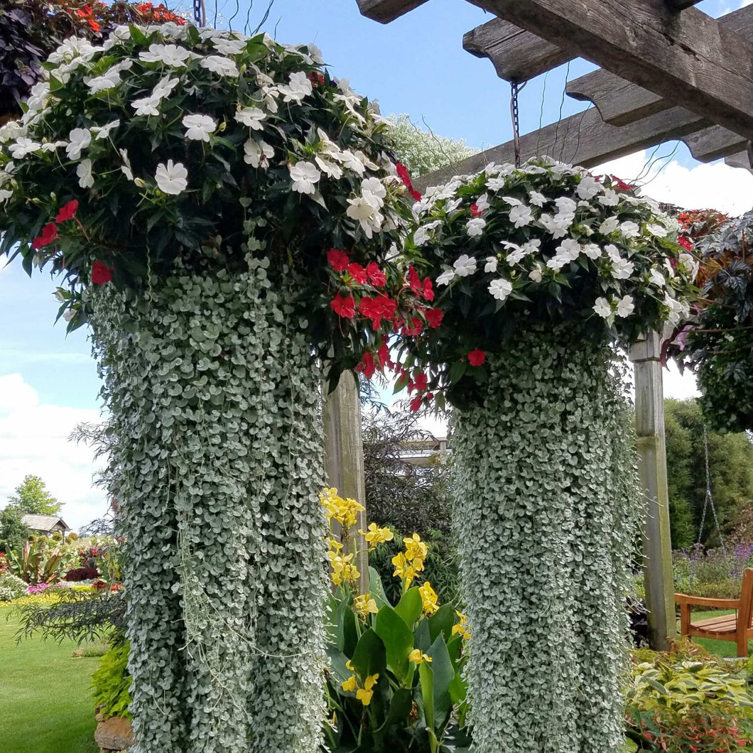 Dichondra Silver Falls / Silver nickel vine (4-pack annual)