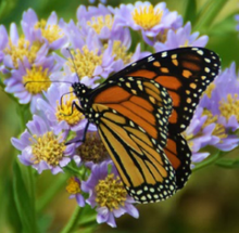 Load image into Gallery viewer, Asclepias tuberosa / Butterfly weed
