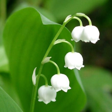 Convallaria / Lily of the Valley