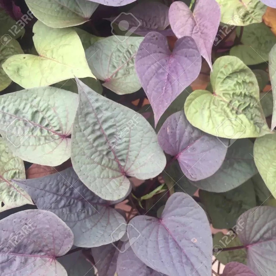 Sweet Potato Vine 'Ace of Spades' (4-pack annual)