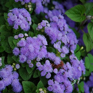 Ageratum white and blue mix (4-pack, Annual)