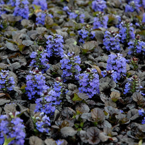 Ajuga 'Black Scallop' / Bugleweed