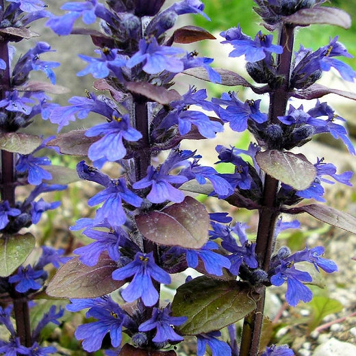 Ajuga retans / Bugleweed