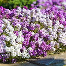 Load image into Gallery viewer, Alyssum white 4-pack (Annual)
