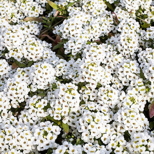 Alyssum white 4-pack (Annual)