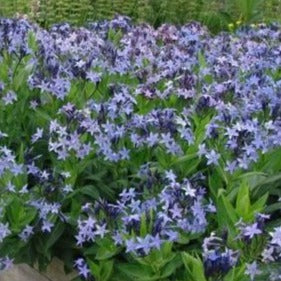 Amsonia 'Blue Ice' / bluestar