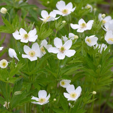 Load image into Gallery viewer, Anemone canadensis / wood anemone
