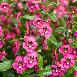 Angelonia Serenita Pink