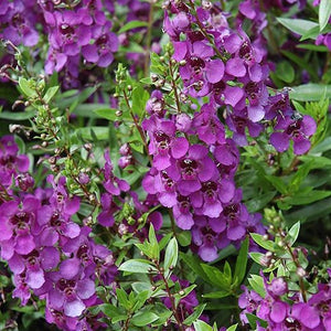 Angelonia Serenita Purple