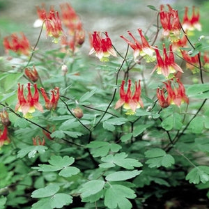 Aquilegia 'Little Lanterns' / Columbine