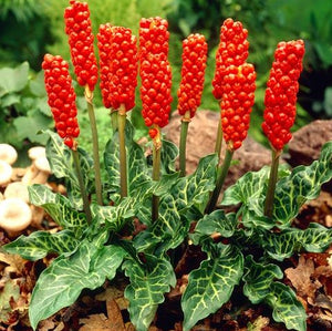 Arum italicum / Lords and Ladies