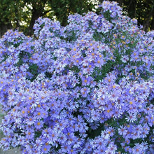 Load image into Gallery viewer, Aster 'Bluebird' / Blue smooth aster
