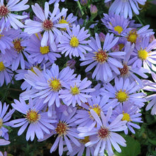 Load image into Gallery viewer, Aster 'Bluebird' / Blue smooth aster
