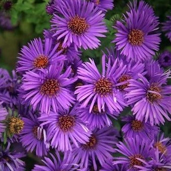 Aster 'Purple Dome'