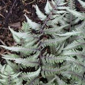 Athyrium 'Godzilla' / Japanese painted fern