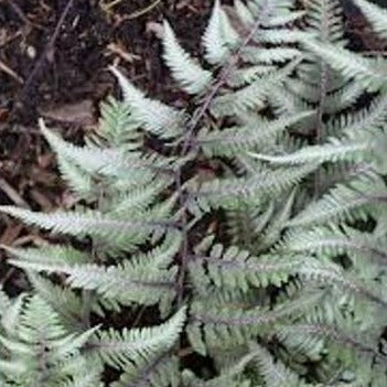 Athyrium 'Godzilla' / Japanese painted fern