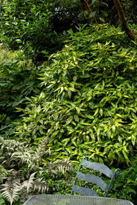 Aucuba 'Gold Dust' / Spotted Laurel