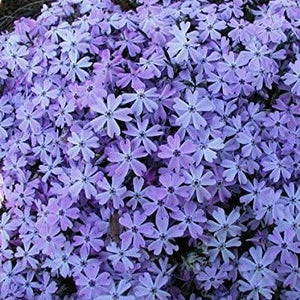 Phlox subulata 'Emerald Blue' / Moss phlox (quart size)