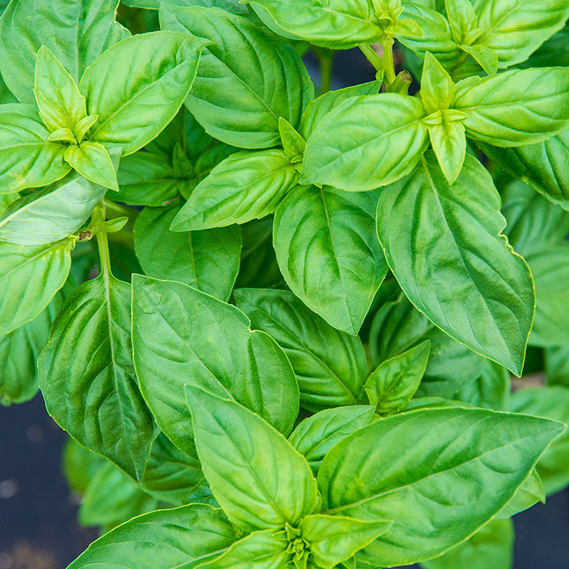 Basil, sweet, 4-inch pot  (Herb)