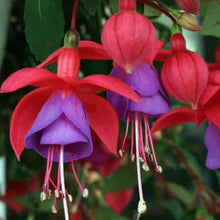 Load image into Gallery viewer, Hanging Basket 10-inch pot: Fuschia purple
