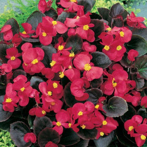 Begonia red (4-pack, Annual)